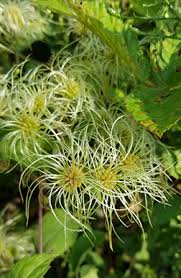 Attēlu rezultāti vaicājumam “Clematis fruit”