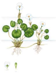 Attēlu rezultāti vaicājumam “Hydrocharis morsus-ranae”