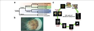 Attēlu rezultāti vaicājumam “Scyphozoa”