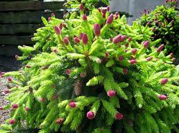 Attēlu rezultāti vaicājumam “Picea abies leaf”