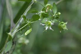 Attēlu rezultāti vaicājumam “Silene baccifera flower”