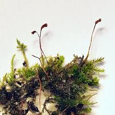 Attēlu rezultāti vaicājumam “Homomallium incurvatum”