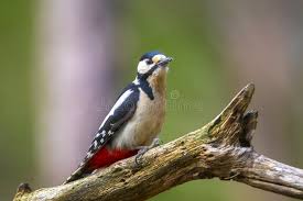 Attēlu rezultāti vaicājumam “Dendrocopos major”