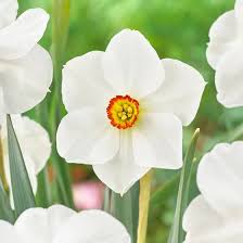 Attēlu rezultāti vaicājumam “Narcissus poeticus”