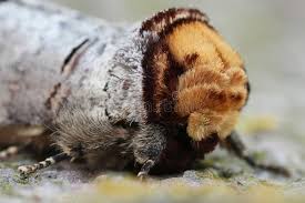 Attēlu rezultāti vaicājumam “Phalera bucephala”