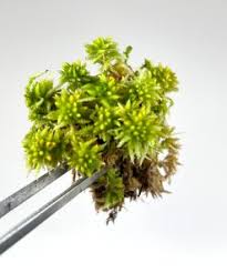 Attēlu rezultāti vaicājumam “Sphagnum palustre”