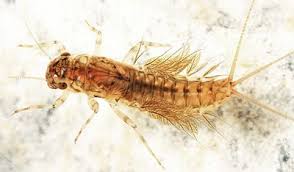 Attēlu rezultāti vaicājumam “Leptophlebia nebulosa”