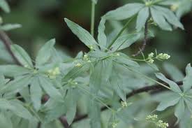 Attēlu rezultāti vaicājumam “Galium schultesii flower”