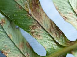 Attēlu rezultāti vaicājumam “Milesina murariae”