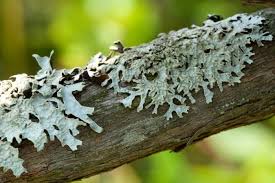 Attēlu rezultāti vaicājumam “Parmelia sulcata”