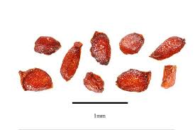 Attēlu rezultāti vaicājumam “Primula veris fruit”