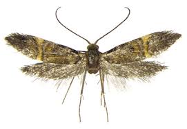 Attēlu rezultāti vaicājumam “Adelidae”