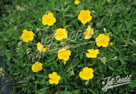 Attēlu rezultāti vaicājumam “Helianthemum nummularium fruit”