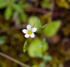 Attēlu rezultāti vaicājumam “Linum catharticum flower”