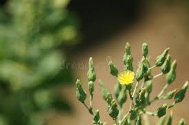 Attēlu rezultāti vaicājumam “Lactuca sativa flower”