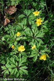 Attēlu rezultāti vaicājumam “Anemone ranunculoides bud”