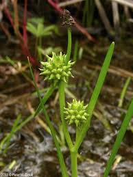 Attēlu rezultāti vaicājumam “Sparganium minimum fruit”