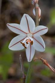 Image result for Asphodelus fistulosus