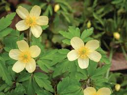 Attēlu rezultāti vaicājumam “Anemone x lipsiensis leaf”
