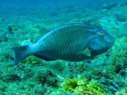 Image result for Sparisoma frondosum