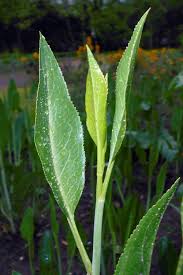 Attēlu rezultāti vaicājumam “Lepidium latifolium leaf”