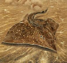 Image result for Dipturus batis