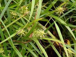 Attēlu rezultāti vaicājumam “Carex globularis flower”
