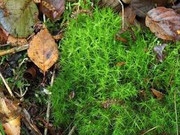 Attēlu rezultāti vaicājumam “Dicranum bonjeanii”