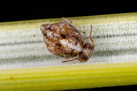 Attēlu rezultāti vaicājumam “Symphypleona”