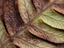 Attēlu rezultāti vaicājumam “Milesina murariae”