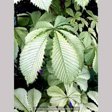 Attēlu rezultāti vaicājumam “Aesculus hippocastanum”