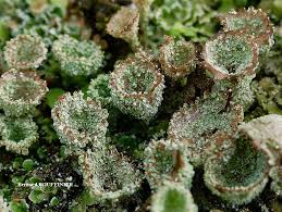 Attēlu rezultāti vaicājumam “Cladonia pyxidata”