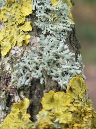 Attēlu rezultāti vaicājumam “Physcia tenella”