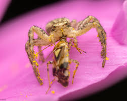 Attēlu rezultāti vaicājumam “Xysticus bifasciatus female”
