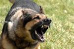 Military Working Dogs — - via Daymix
