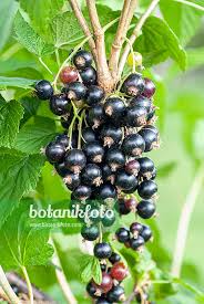 Attēlu rezultāti vaicājumam “Ribes nigrum fruit”