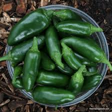 Afbeeldingsresultaat voor jalapeno early hot pepper