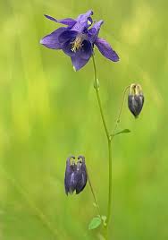 Image result for Akelei