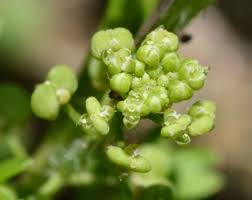 Attēlu rezultāti vaicājumam “Enteridium liceoides young”