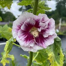 Attēlu rezultāti vaicājumam “Alcea rosea flower”