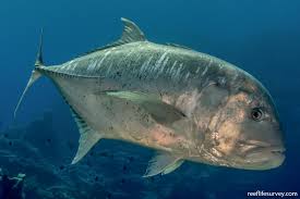 Image result for Caranx ignobilis