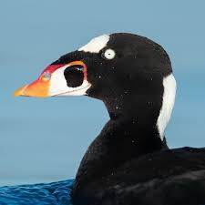 Image result for Melanitta perspicillata