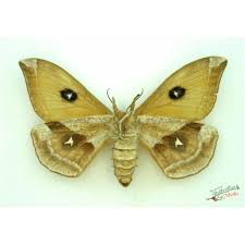 Attēlu rezultāti vaicājumam “Aglia tau”