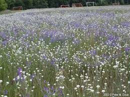 Attēlu rezultāti vaicājumam “Berteroa incana flower”