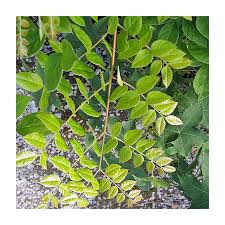 Attēlu rezultāti vaicājumam “Gymnocladus dioicus leaf”