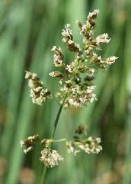 Attēlu rezultāti vaicājumam “Hierochloe odorata”