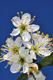 Attēlu rezultāti vaicājumam “Prunus spinosa”