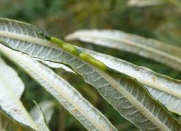 Attēlu rezultāti vaicājumam “Rabdophaga salicis”