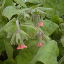 Attēlu rezultāti vaicājumam “Pulmonaria angustifolia fruit”