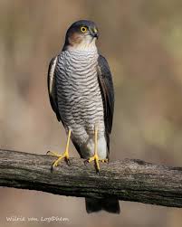 Attēlu rezultāti vaicājumam “Accipiter nisus male”